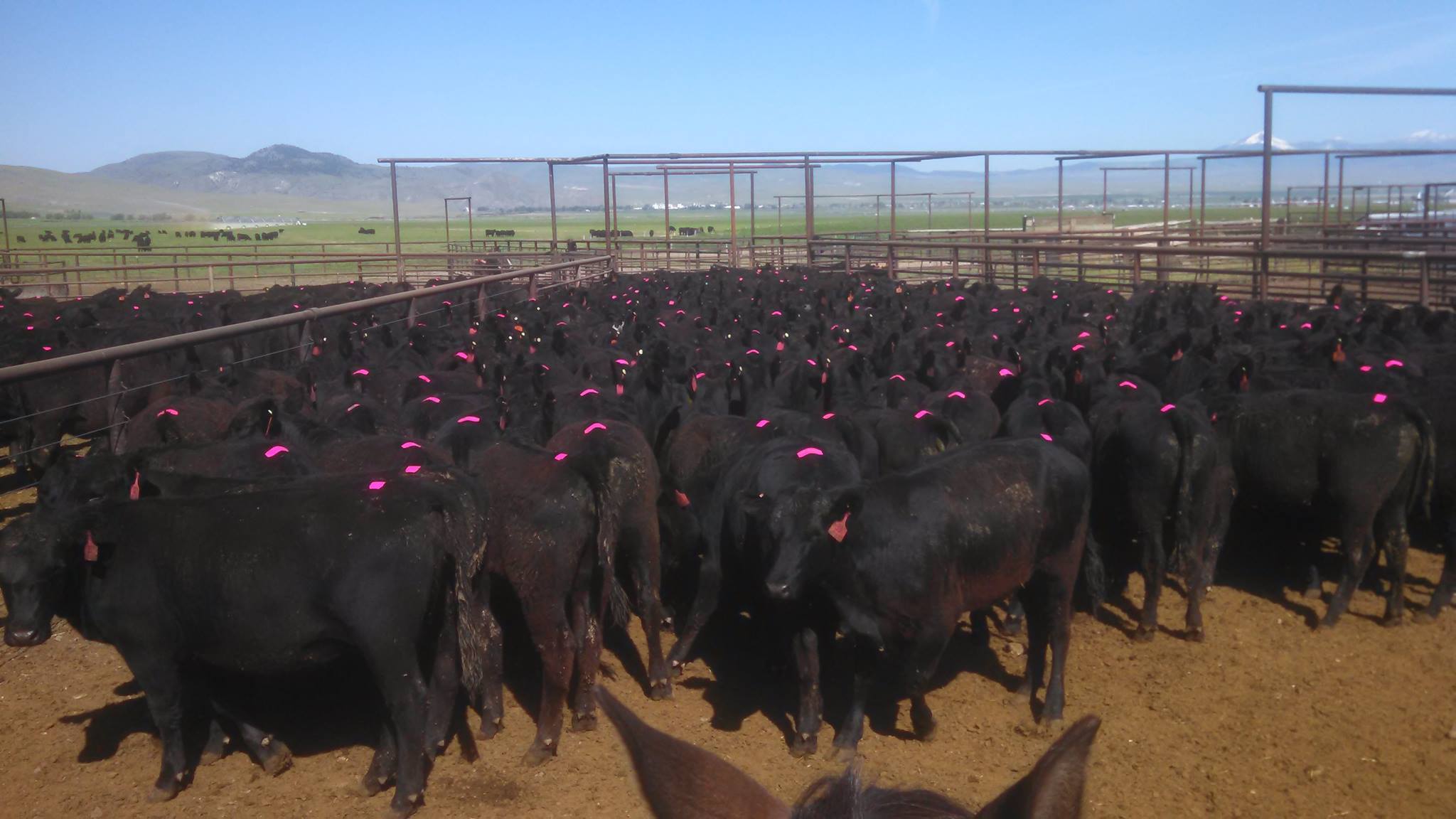 Estrotect Heat Estrus Detector Patches EstroAlert 50Count YELLOW Breeding Cattle 