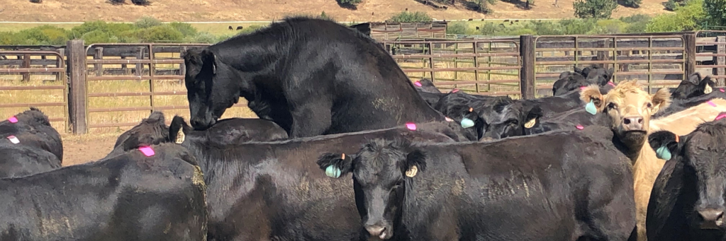 The ability to get replacement heifers bred and calved out early are important indicators for how long heifers will stay in a cow herd. And, heifers need to be fully developed heading into their first breeding season to ensure they’ll have longevity and pay for themselves.