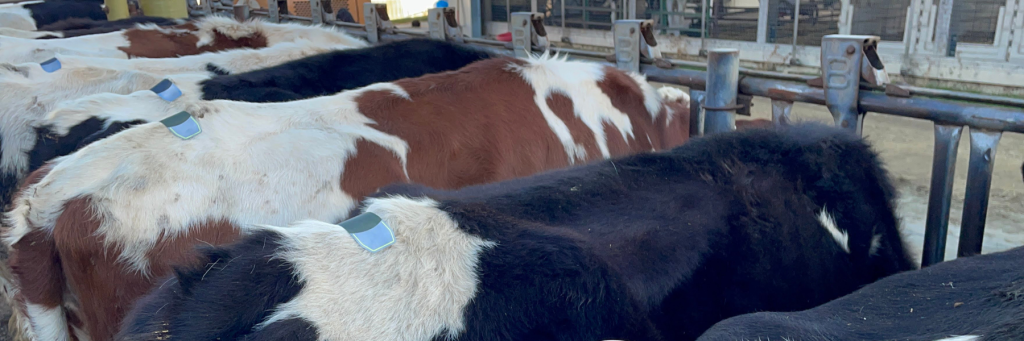 Breeding indicator patches help alleviate labor and uncertainty during breeding.