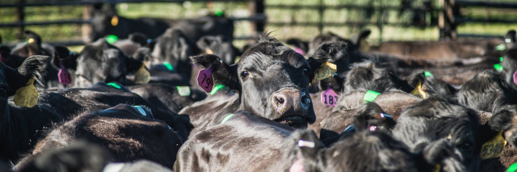 Breeding with sexed semen can help your bottom line by creating cattle the market demands.