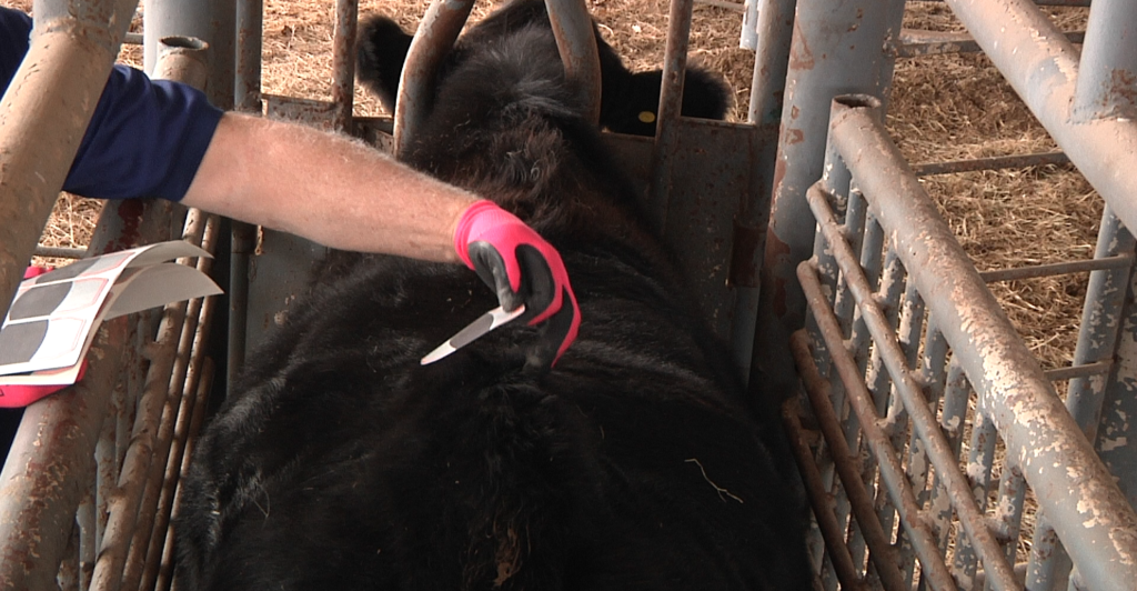 Advancements in artificial insemination (A.I.) for beef cattle have come a long way in the past few decades. One reproductive technology with the potential to improve management and bottom lines even further for producers is sexed semen.