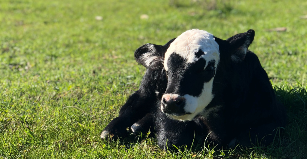 Il rapido progresso genetico nell'industria lattiero-casearia è legato alla redditività, e la redditività è spesso determinata dalla longevità. Una giovenca da latte non si ripaga da sola fino alla seconda lattazione. Quindi, come ci si assicura che rimanga nella mandria durante la sua seconda lattazione e più a lungo? Assicurati che rimanga incinta.