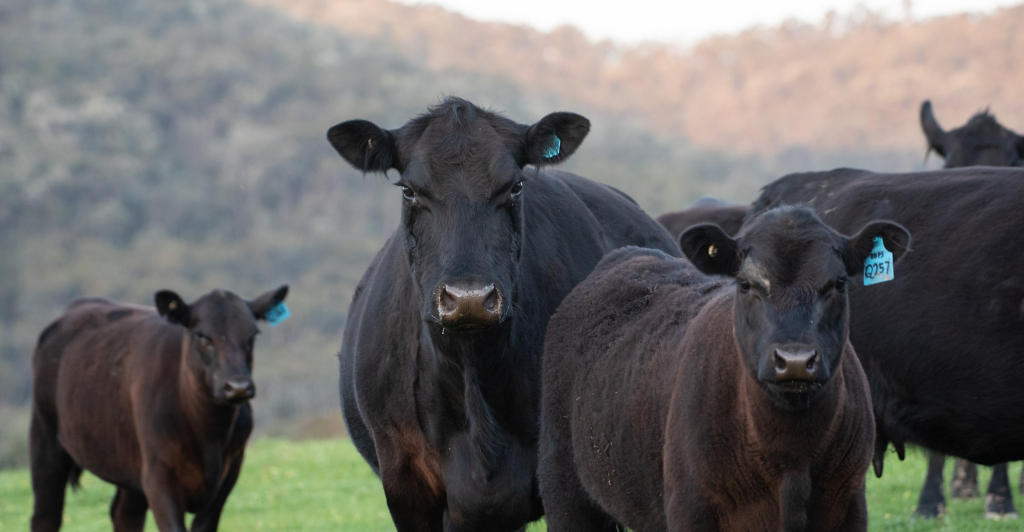 さまざまな駆虫薬投与を受けた秋生まれの代替牛未経産牛における離乳後の成績と生殖測定の評価