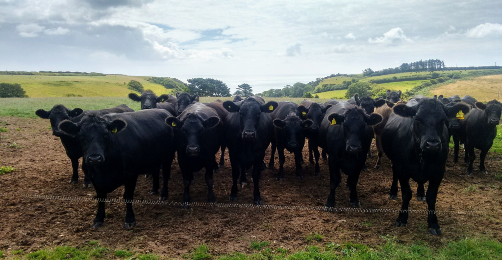 How do you maximize performance, feeder calf value and end-product quality while simultaneously achieving the ideal in maternal performance, adaptability and efficiency? This is a challenging task and probably the most important long-term decision facing many commercial producers today.