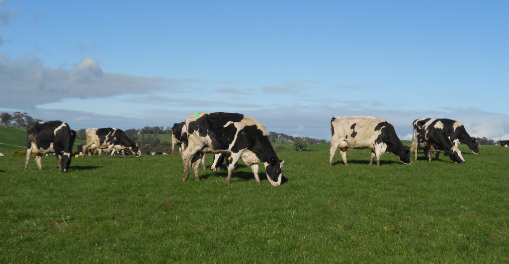Laut CRV AmBreed werden Milchbauern durch eine fundierte Planung und einfache Strategien dabei helfen, ihre Ziele in Bezug auf Kalbemuster zu erreichen und hochwertige Färsenersatzprodukte zu erhalten.