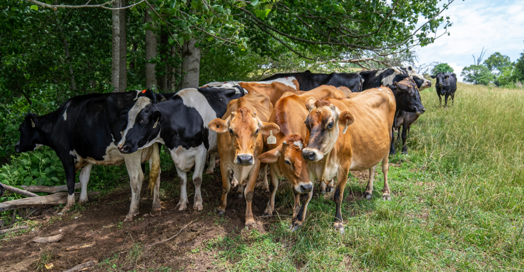 Was bedeutet für Sie eine profitable Milchwirtschaft? Jeder Farmbesitzer, Manager oder Sharemelker wird diese Frage anders beantworten: Milchfeststoffe im Bottich, Kühe im Kalb, hochwertige Nachkommen, Langlebigkeit, Keulungswert, einfach zu verwaltende Kühe und mehr.