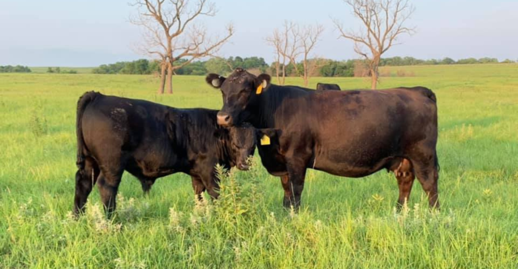 Pre-mating heat detection can improve mating season success and help everyone brush up on their heat detection skills, says CRV AmBreed
