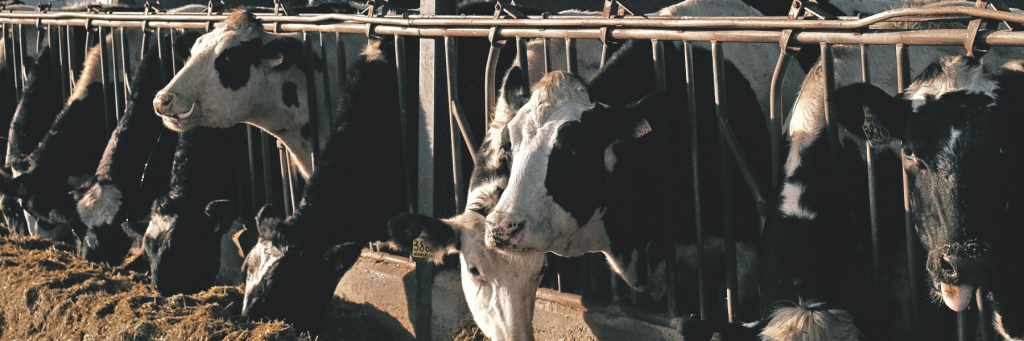 ESTROTECT dévoile un nouvel indicateur d'élevage pour les producteurs laitiers et bovins