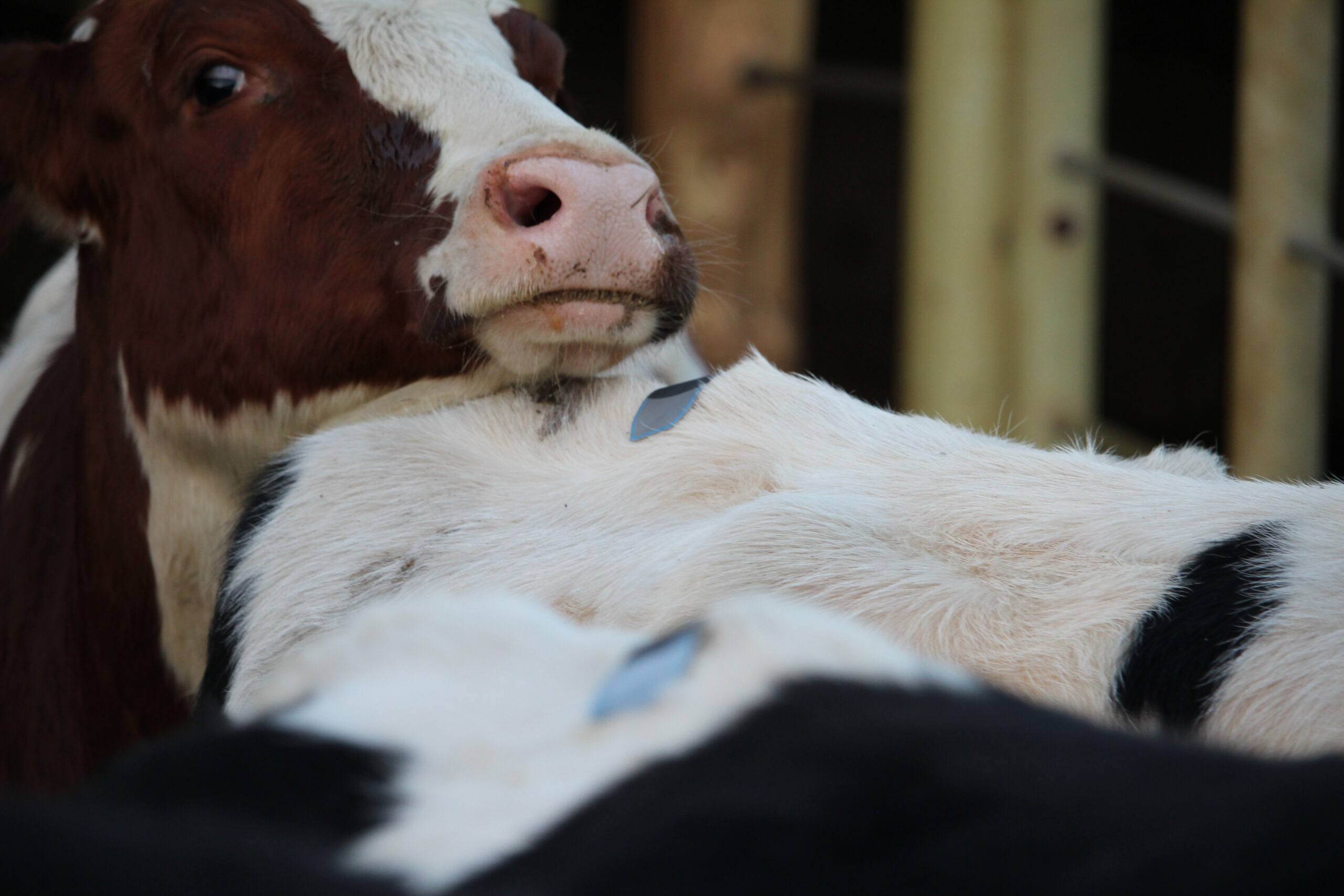 Dairy cows with breeding indicator patch