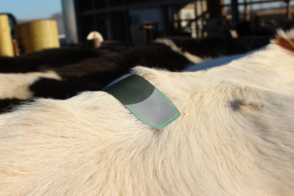 Successful heifer pregnancy on first service brings lifetime returns